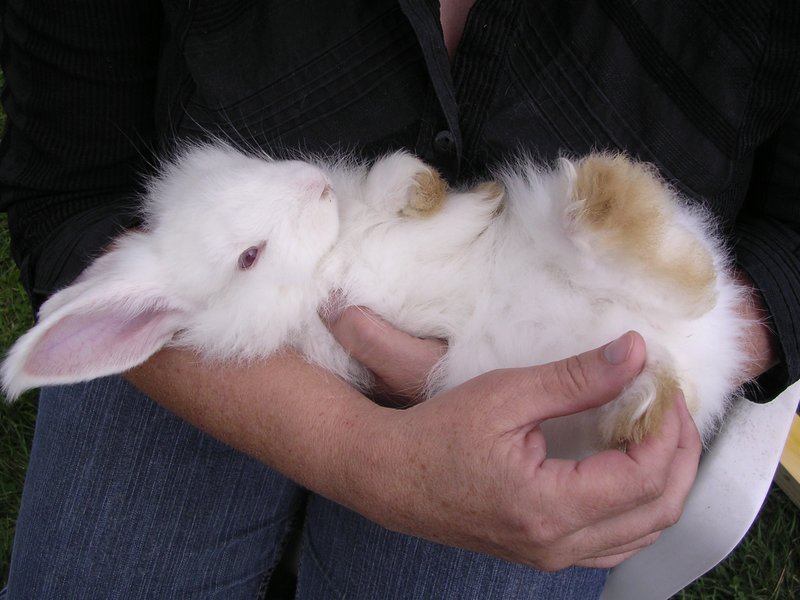 bunnies