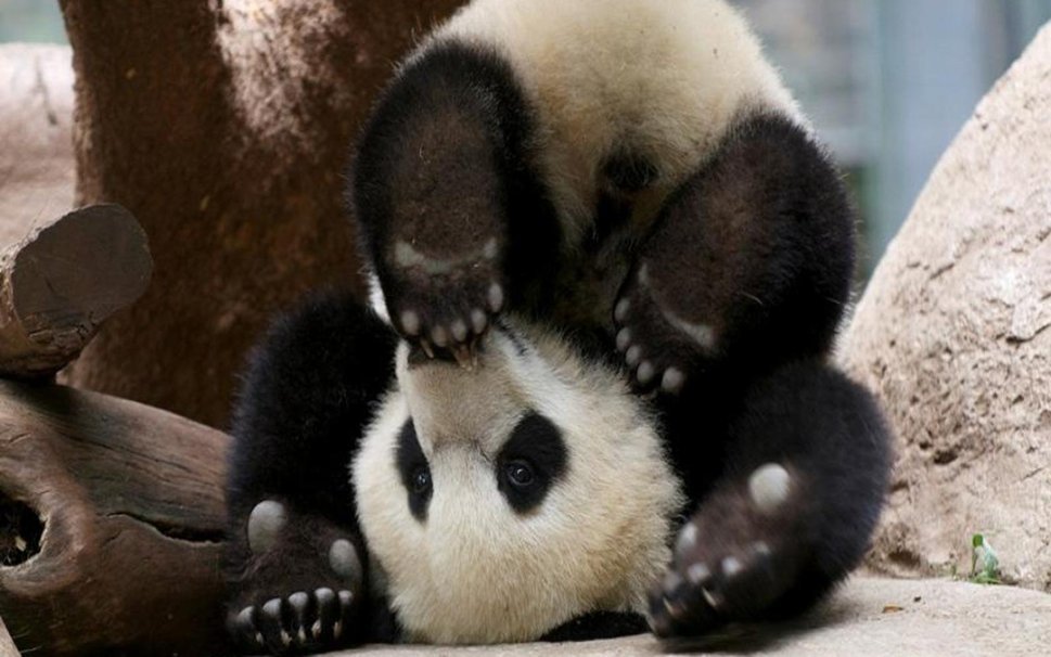 baby panda bears